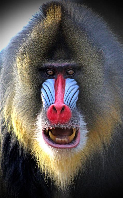 Mandrill